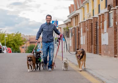 Professional dog walker.